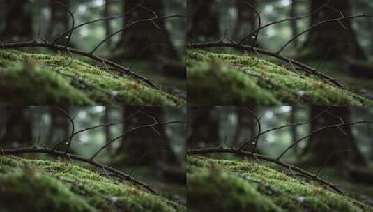 青苔微距特写高清在线视频素材下载