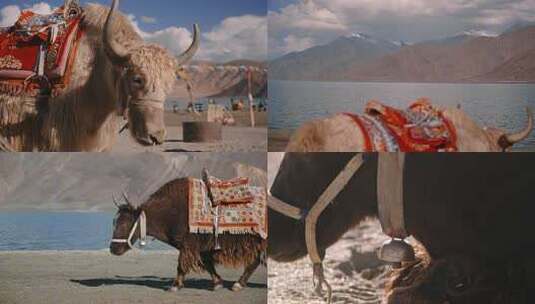 西藏雪山湖畔牦牛与雪山自然风光高清在线视频素材下载