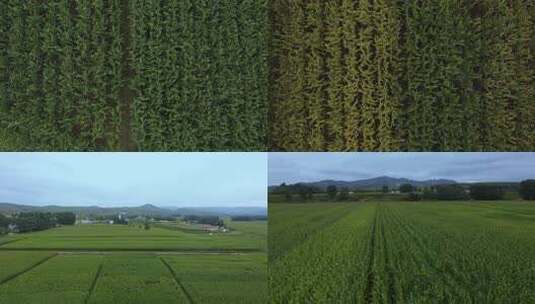航拍玉米田 丰收中国 粮食安全 乡村振兴高清在线视频素材下载