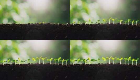 破土而出的小苗生长过程高清在线视频素材下载