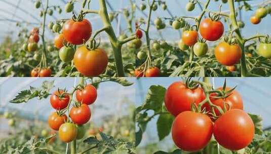 温室种植西红柿特写高清在线视频素材下载