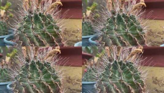 玉龙丸仙人掌植物特写镜头高清在线视频素材下载