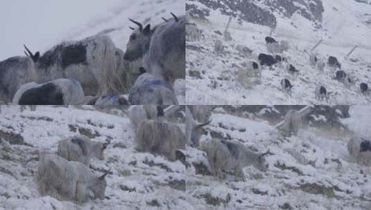 天祝白牦牛雪山高清在线视频素材下载