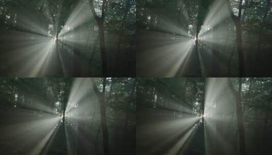 烟雾中的黑暗森林高清在线视频素材下载