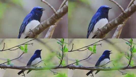 森林枝头上蓝色小鸟高清在线视频素材下载