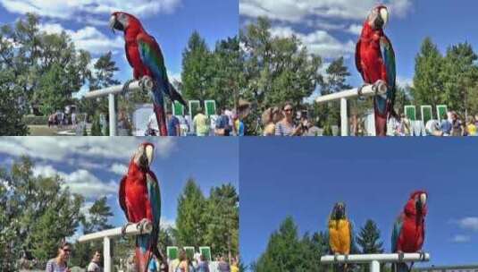 公园人群中有两只鹦鹉高清在线视频素材下载