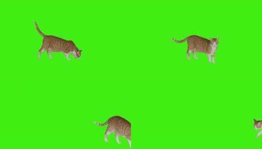 绿色背景下的猫咪高清在线视频素材下载