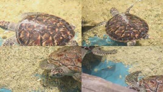 海龟 海洋生物 水族馆高清在线视频素材下载