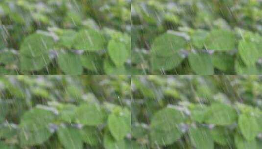 雨中的花丛高清在线视频素材下载