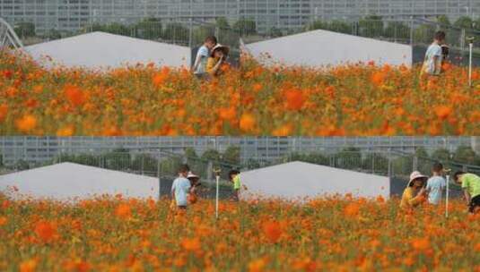 四季花田书香花海 四季花田高清在线视频素材下载