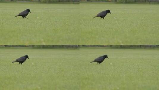 公园里乌鸦的长镜头高清在线视频素材下载