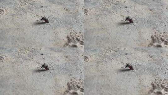 地上的蚊子高清在线视频素材下载