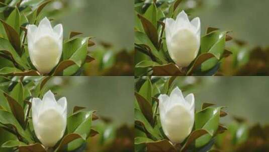 含苞欲放的白玉兰花高清在线视频素材下载