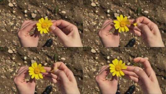 摘掉雏菊的花瓣高清在线视频素材下载