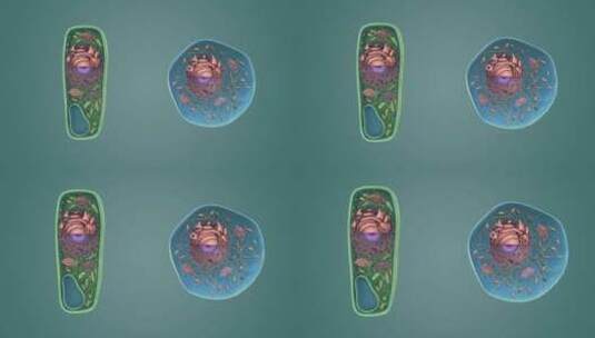 3D医学动画细胞动画 动物细胞 植物细胞高清在线视频素材下载