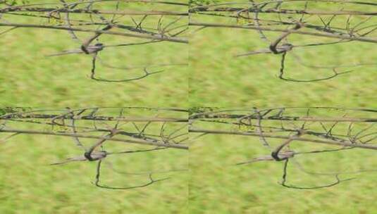 一只珠颈斑鸠停留在秋天稻田的树枝上高清在线视频素材下载