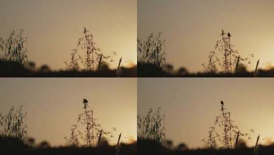 夕阳余晖中枝头上一会站一会飞的小鸟高清在线视频素材下载
