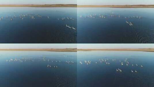 内蒙古呼伦贝尔草原湿地上的水鸟、天鹅、高清在线视频素材下载