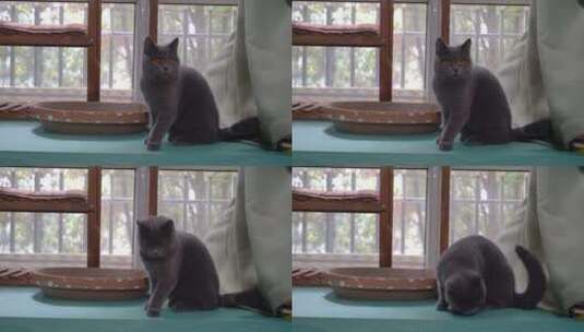 4K萌宠猫咪英短蓝猫在窗台上四处张望高清在线视频素材下载