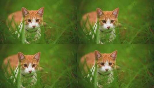 猫咪躲在草丛中高清在线视频素材下载