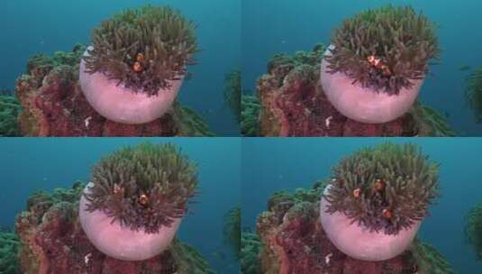 珊瑚里的小丑鱼高清在线视频素材下载