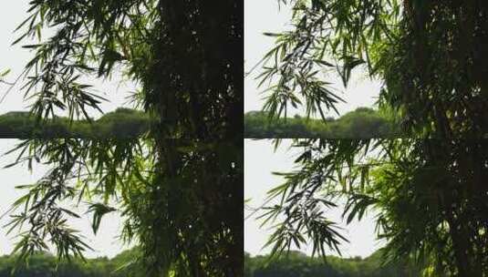 风吹竹子竹林竹叶高清在线视频素材下载