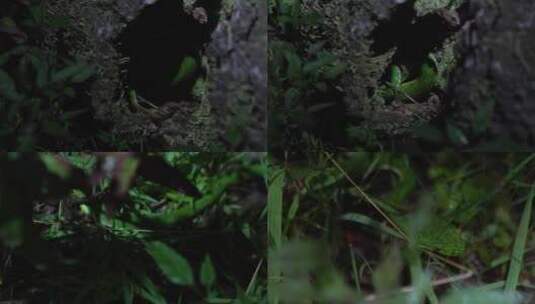 青蛙 蟾蜍 小动物 夜间青蛙 林间动物高清在线视频素材下载