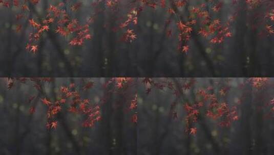 秋天杭州枫叶逆光画面高清在线视频素材下载
