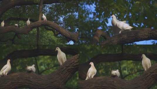 杭州西湖南山路树上的白鸽子4K视频合集高清在线视频素材下载