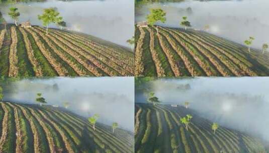 云雾下的茶山茶园高清在线视频素材下载