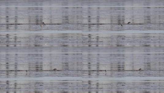 浙江杭州富春江钱塘江江边滩涂候鸟水鸟空镜高清在线视频素材下载