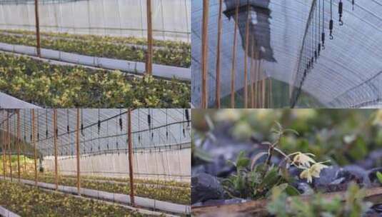 生态铁皮石斛种植基地空镜合集高清在线视频素材下载