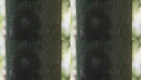 竹子上的竹蚜虫和蚂蚁高清在线视频素材下载