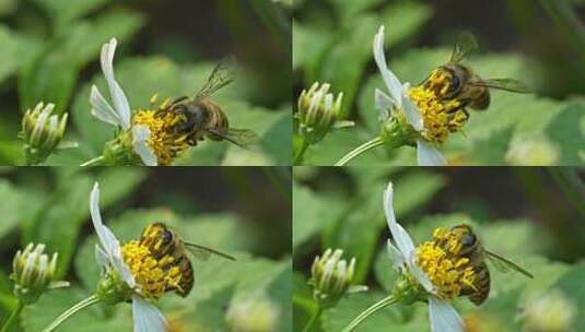 春天蜜蜂采蜜高清在线视频素材下载