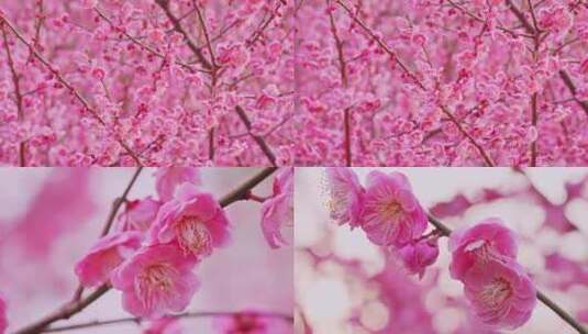 梅花腊梅红梅花朵红花花卉花瓣特写高清在线视频素材下载