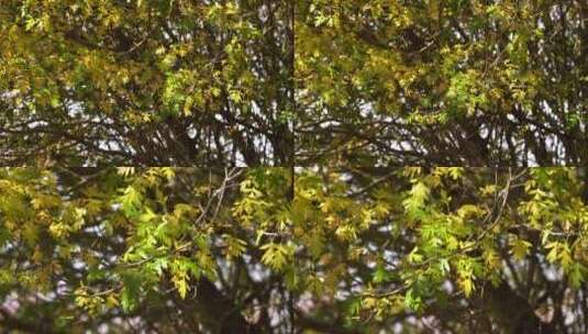 唯美风光自然景色树木树叶秋天高清在线视频素材下载