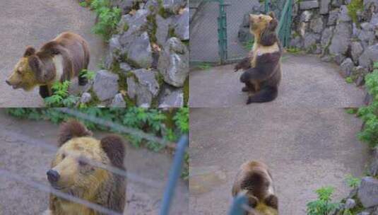 动物园大棕熊高清在线视频素材下载