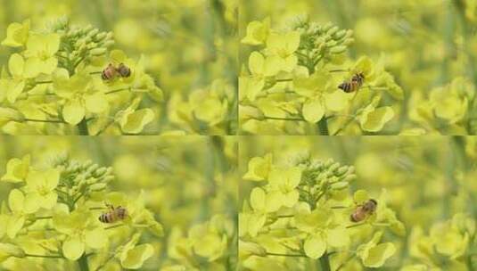 春天油菜花蜜蜂高清在线视频素材下载