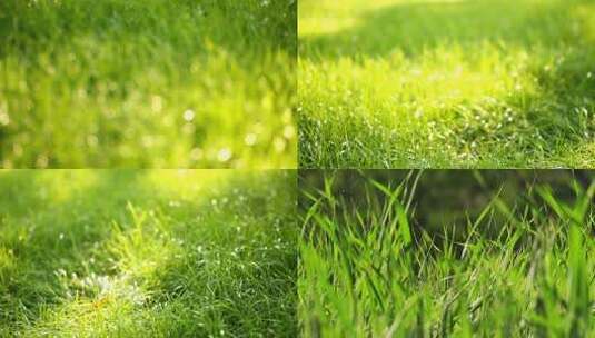 晨光中的草广告空镜唯美草丛高清在线视频素材下载