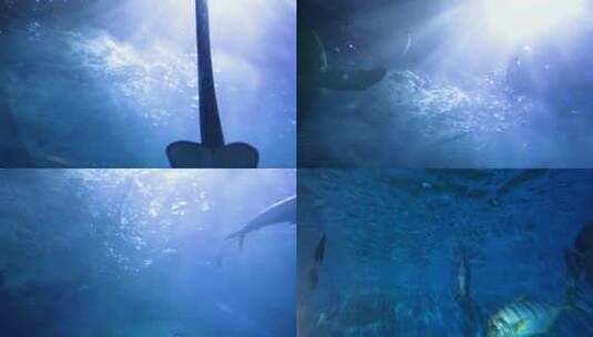 6748 海底世界 海洋 鱼高清在线视频素材下载