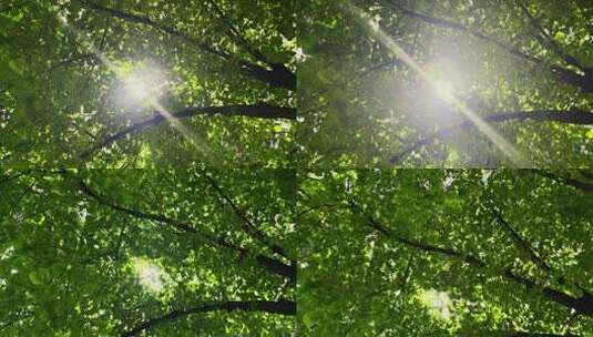 透过树叶的阳光高清在线视频素材下载