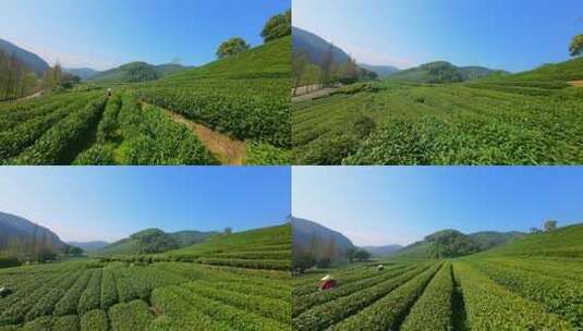 穿越机拍摄杭州龙井茶园高清在线视频素材下载