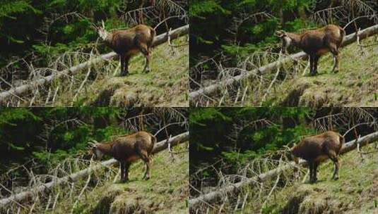 一只羚羊站在高山草地上高清在线视频素材下载