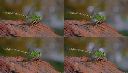 停留的蜻蜓高清在线视频素材下载
