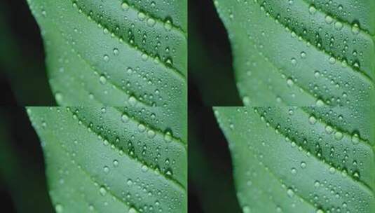 水滴在叶子上高清在线视频素材下载