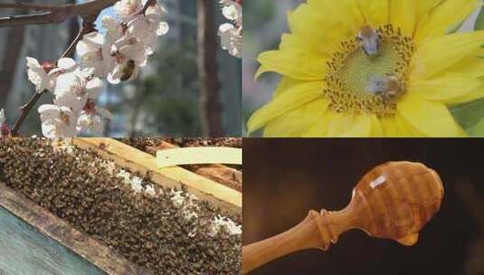 长白山椴树土蜂蜜4K高清在线视频素材下载