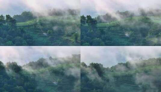 云雾缭绕的茶山茶园4高清在线视频素材下载