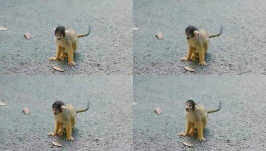 小猴子站在地上高清在线视频素材下载