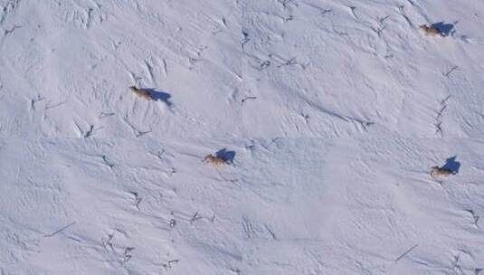 郊狼跑过深深的粉雪和田野以度过寒冷的冬天高清在线视频素材下载