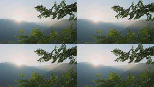 大山里清晨的阳光和树叶高清在线视频素材下载